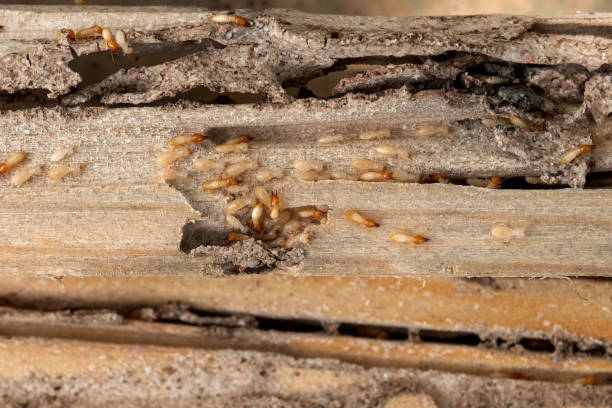 Best Pest Removal Services  in Crowley, TX